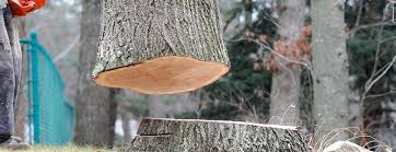 Reliable Evansburg, PA Tree Services Solutions